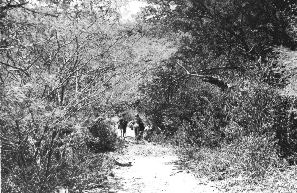 1937_08_21-2-049a-Climbing-EofRiverz-TrailToSanCarlos.jpg