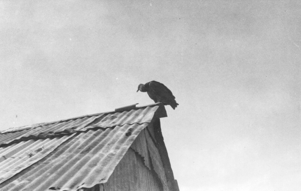1937_09_03-3-127a-Zopilote-Vulture-Coatzacoalcos.jpg