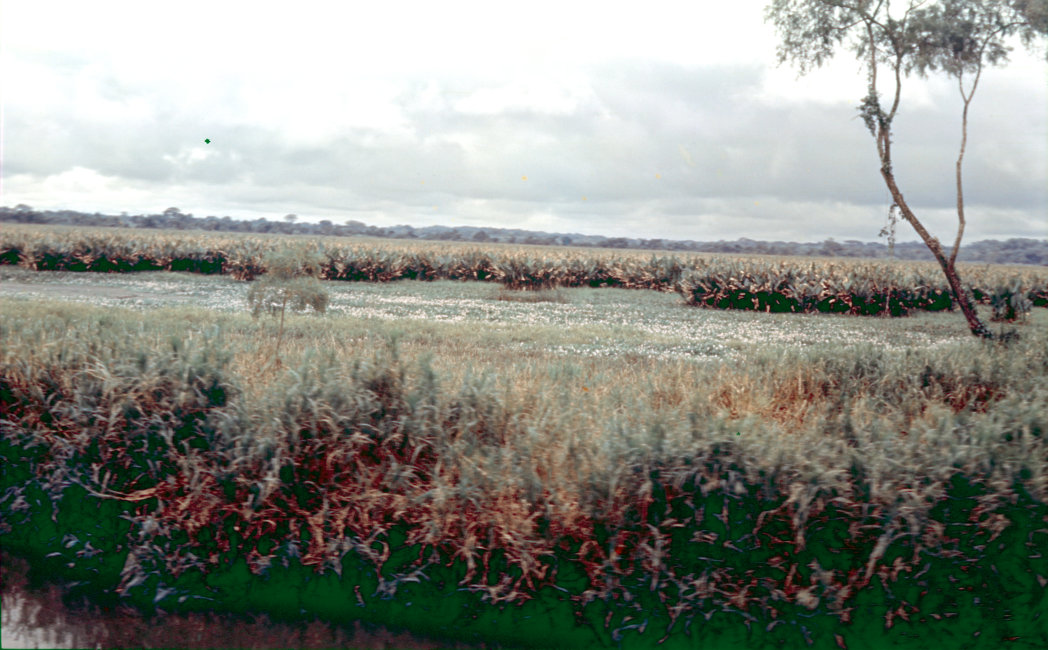 1937_09_09-042-HyacinthSwamps-LowerRioUxpanapa.jpg