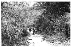 1937_08_21-2-049a-Climbing-EofRiverz-TrailToSanCarlos.jpg